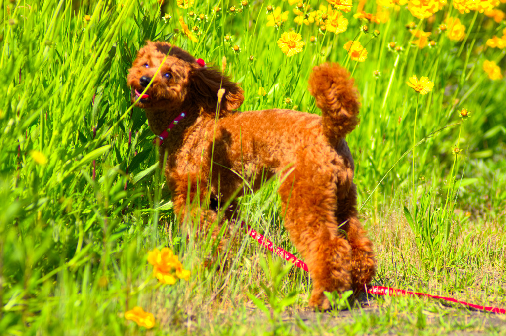 公開トイプードル 　ミルミルみるきー２８