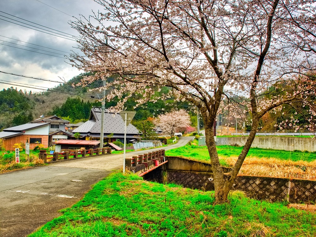 日本風景８７３　桜の木