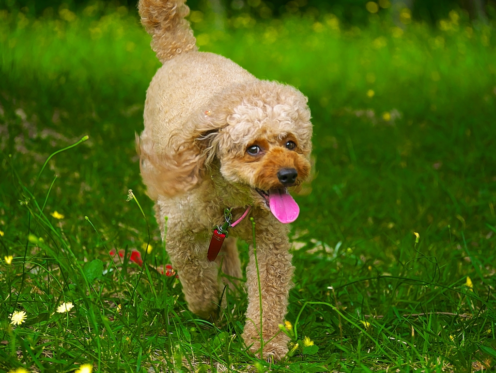 DOG186