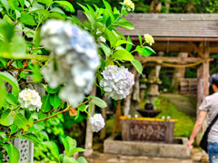 日本風景９８４　紫陽花