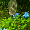 日本風景１１０4紫陽花