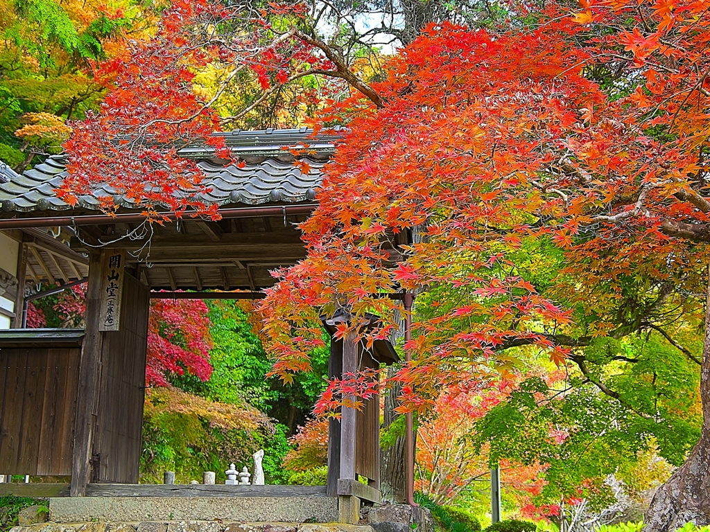 日本風景１２４０ 紅葉