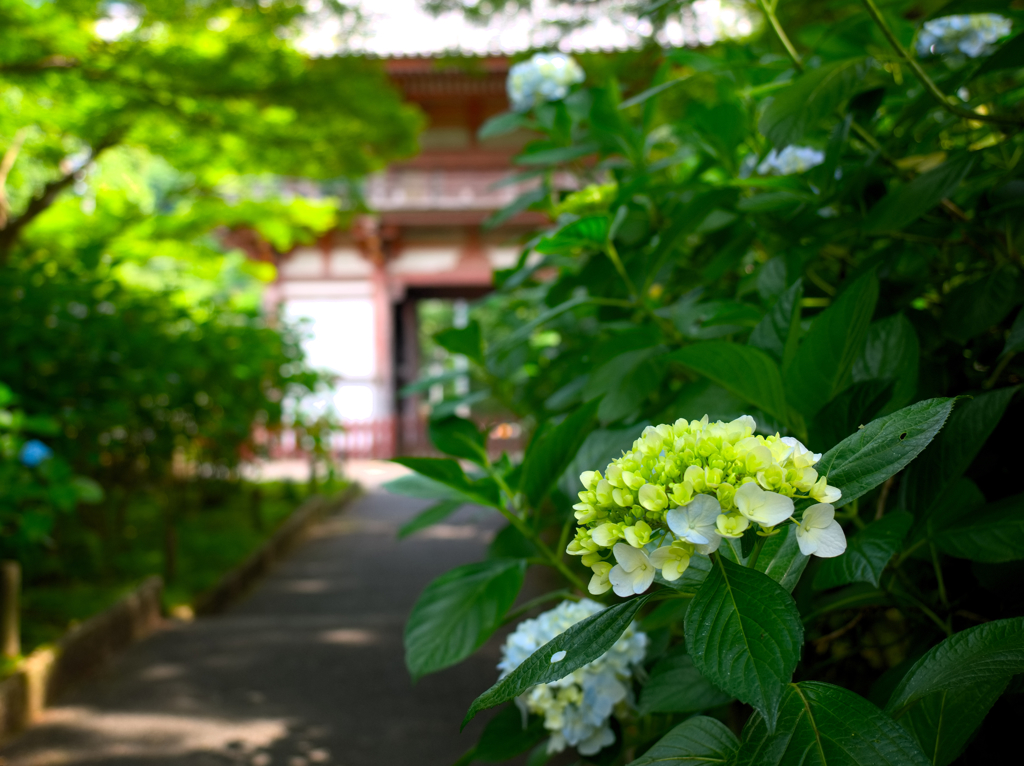 日本風景９５４　紫陽花
