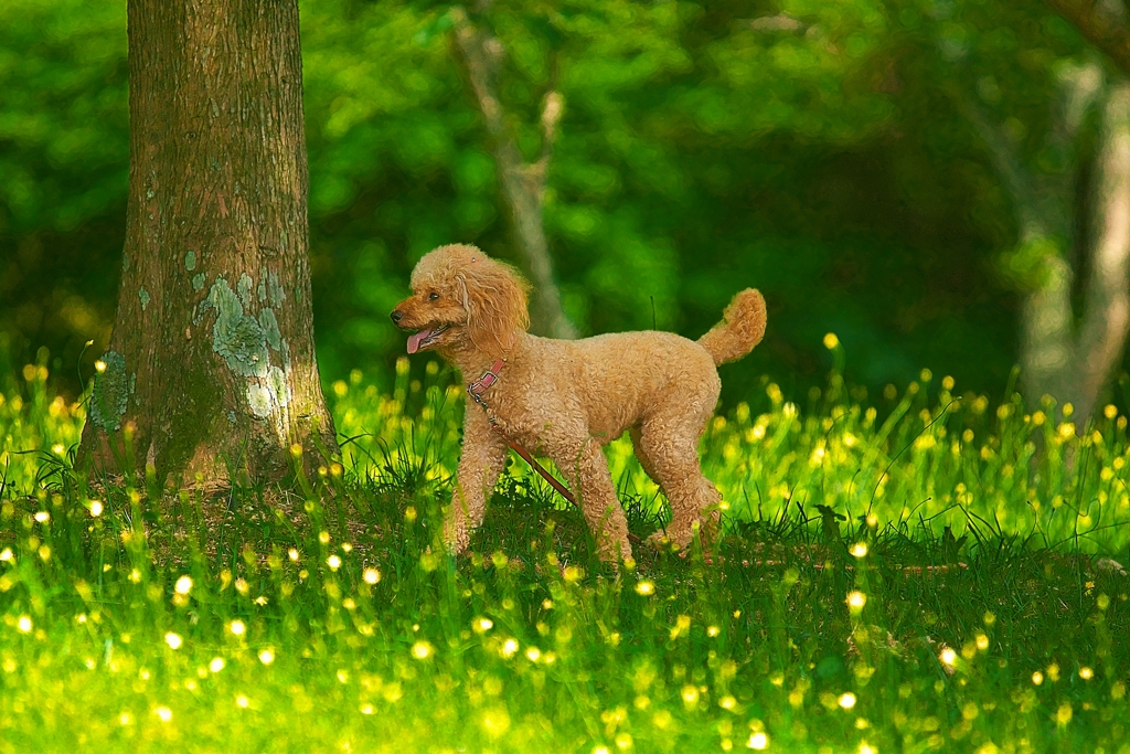 DOG184