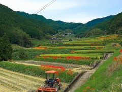 日本風景１４７９彼岸花