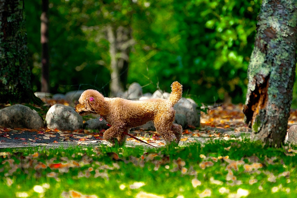 DOG210