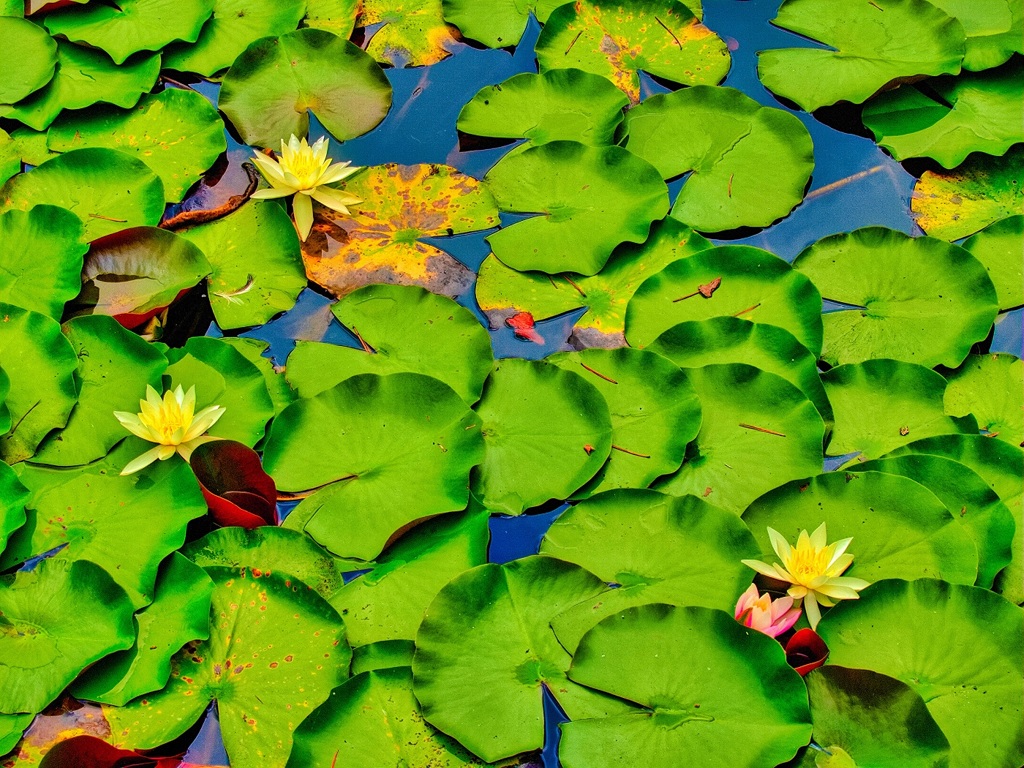 風景４０６　蓮