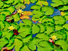 風景４０６　蓮