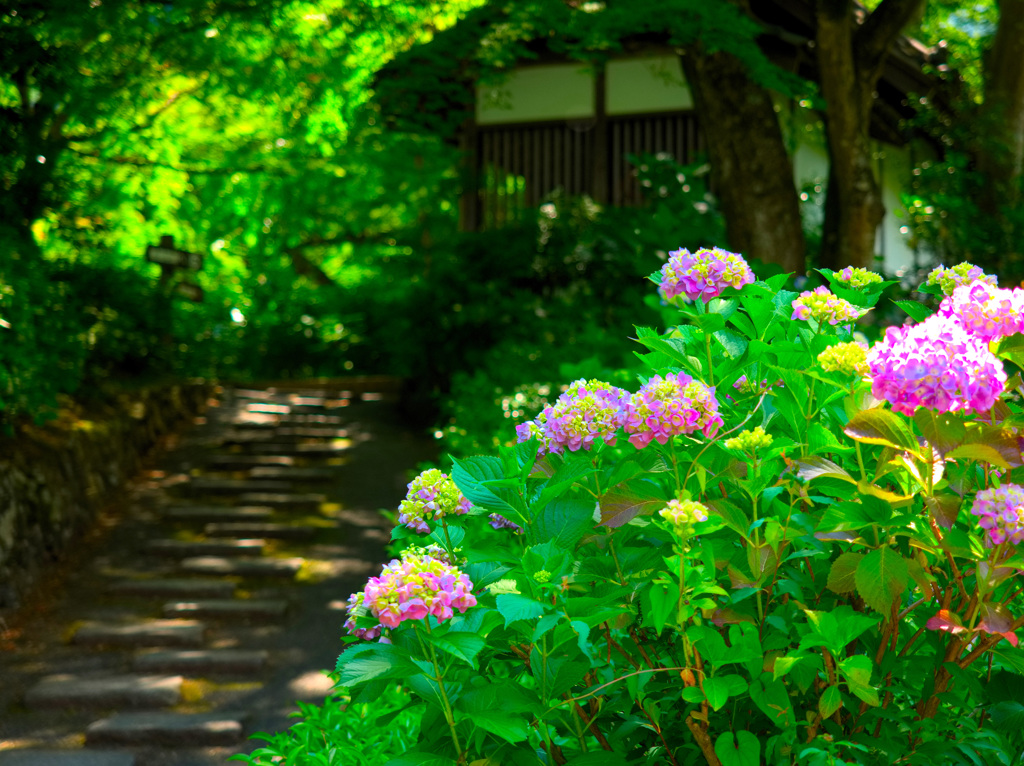 日本風景９５０　紫陽花