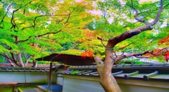 風景１６９　京都　１０月