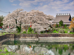 日本風景１０５４ 桜
