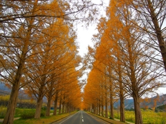 日本風景１２８３　紅葉