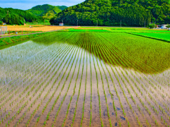 日本風景９４２　田園