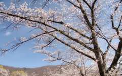 風景６０ ７　さくら