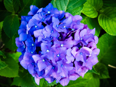 満開の紫陽花
