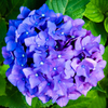 満開の紫陽花