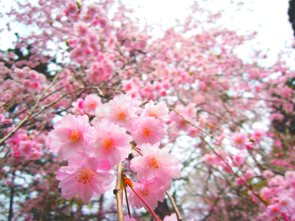 しだれ桜