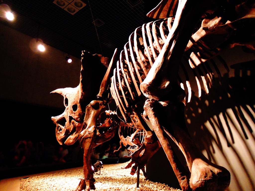 Triceratops