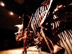 Triceratops