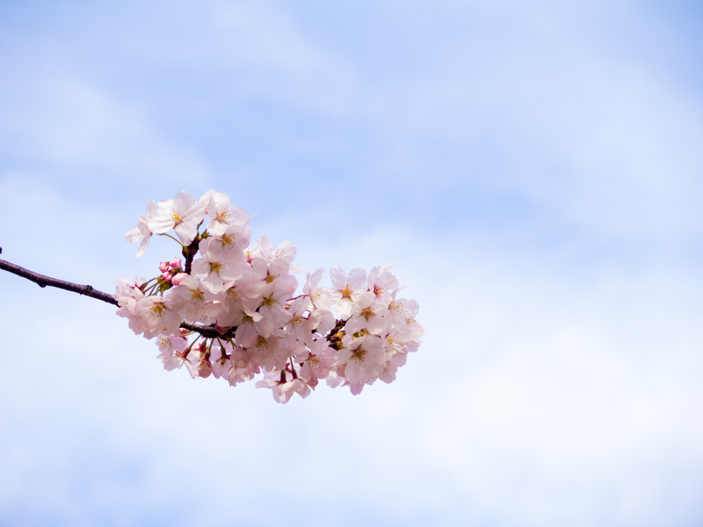 枝桜