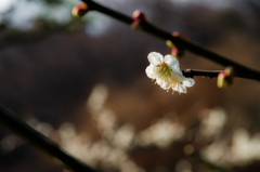 白梅の花