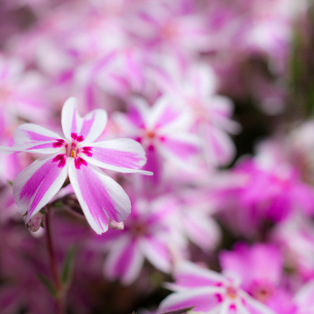 芝桜