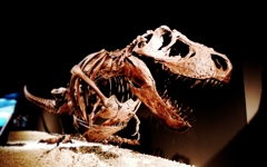 genus Tyrannosaurus