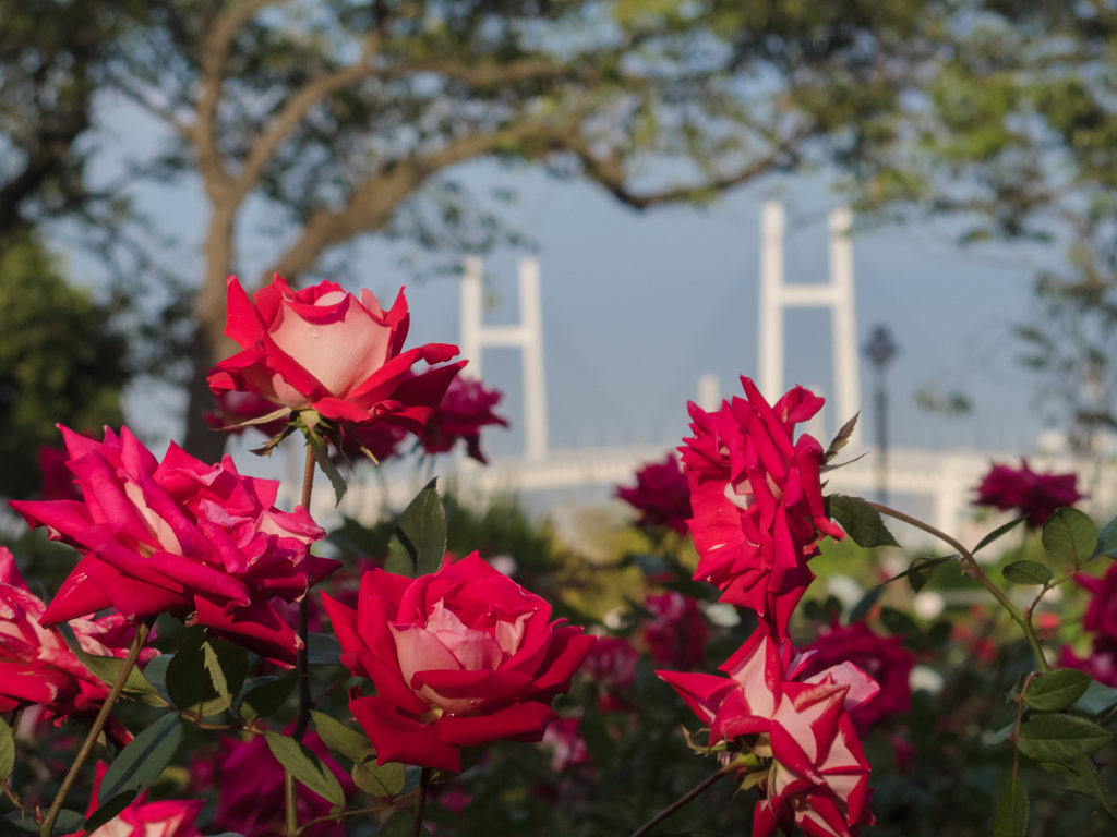 Bridge & Roses
