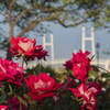 Bridge & Roses