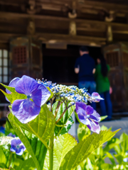 廟の前に咲く紫陽花