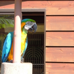 オウム
