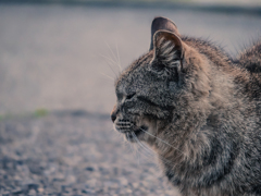 あさねこ