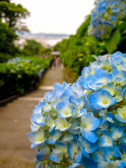 紫陽花の階段