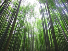 竹林