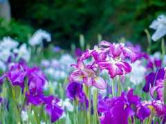 花菖蒲
