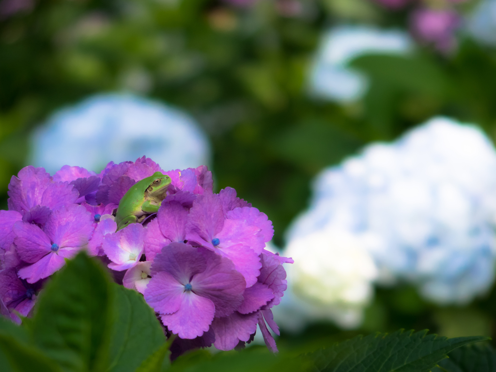 蛙 on 紫陽花