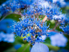 蜜探し
