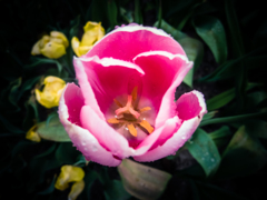 鬱金香の花弁