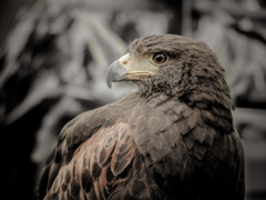 Hawk-Eye