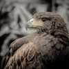 Hawk-Eye