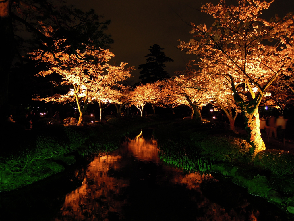 夜桜