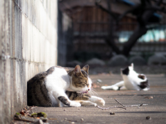 日々平穏