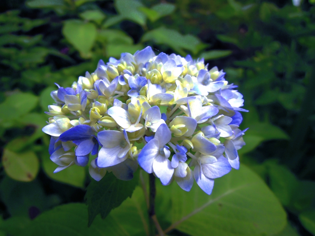 一輪の紫陽花
