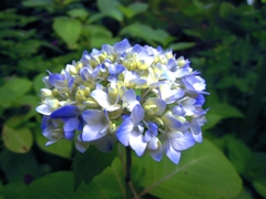 一輪の紫陽花