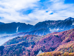 青い紅葉