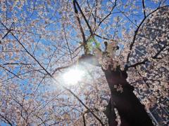 桜