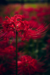 紅と黒