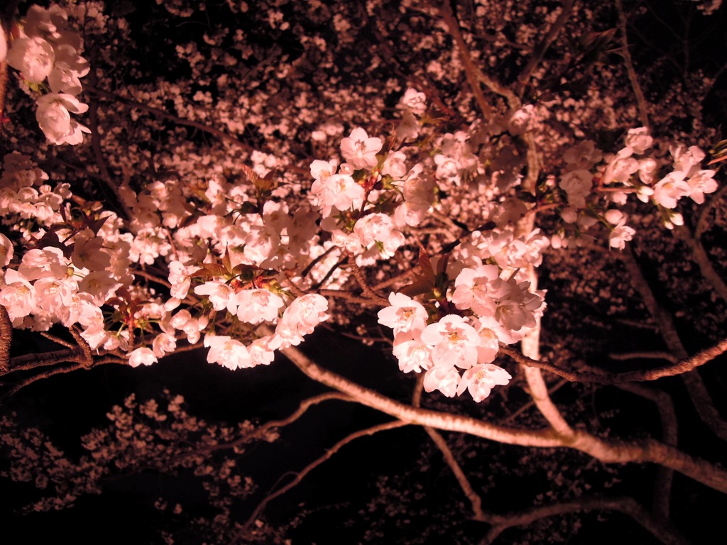 夜桜
