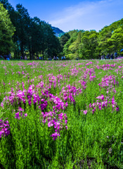 野山