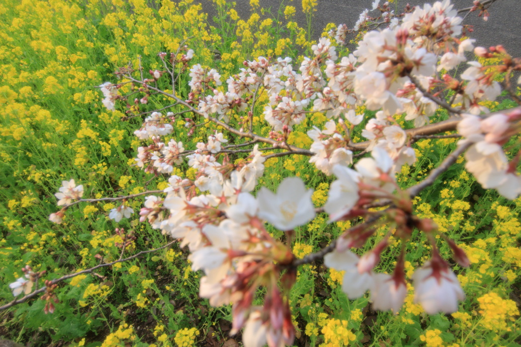 桜のすべり台